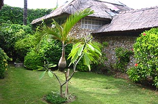 �o�����i�F/Bali-Cafe[�o���J�t�F]