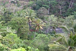 �o�����i�F/Bali-Cafe[�o���J�t�F]