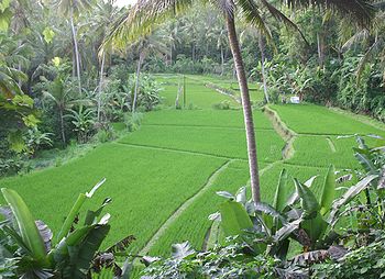 �o�����i�F/Bali-Cafe[�o���J�t�F]