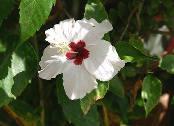�o�����i�F/Bali-Cafe[�o���J�t�F]