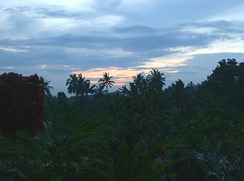 �o�����i�F/Bali-Cafe[�o���J�t�F]