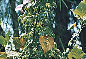 �o�����i�F/Bali-Cafe[�o���J�t�F]