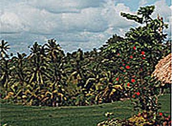 �o�����i�F/Bali-Cafe[�o���J�t�F]