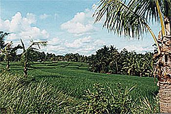 �o�����i�F/Bali-Cafe[�o���J�t�F]
